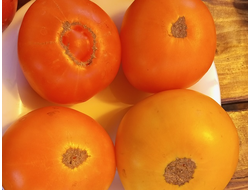 Томат Желтые Вашингтона (Washington Yellow)