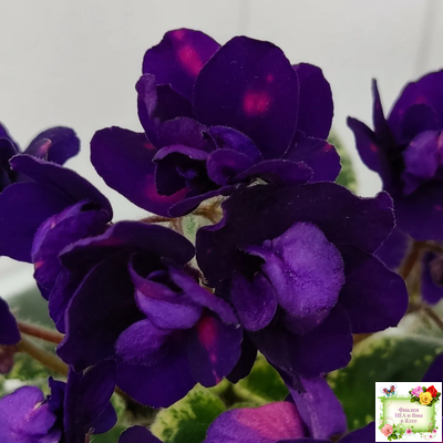 Mac's Smoldering Sapphire (G.McDonald)