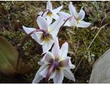 Erythronium sibiricum &quot;Вуаль&quot;