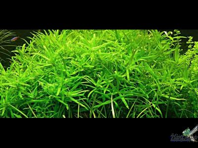 Heteranthera zosterifolia