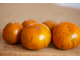 Оранжевый Габбана (Orange Ghabbana), США