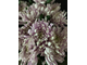 Хризантема одноголовая 15 шт