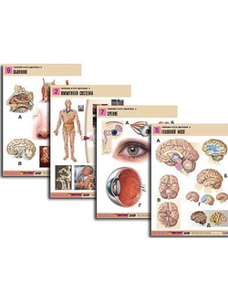 Комплект таблиц по биологии дем. "Человек и его здоровье 2" (10 табл., формат А1, лам.)