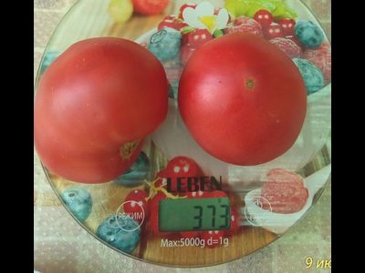 Томат Бычье сердце туймазинское