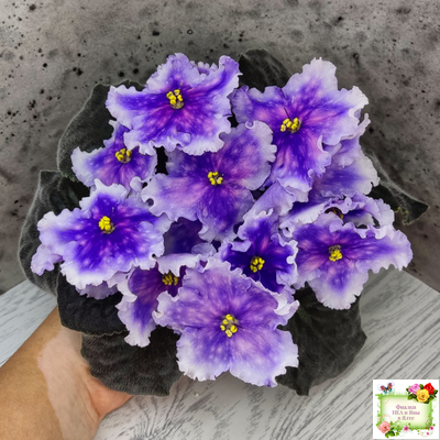 Dn-Огни Бродвея (Д. Денисенко) 2020 г.