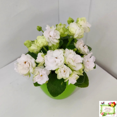 Irish Flirt mini (S.Sorano)