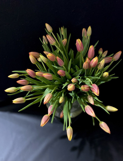 Тюльпаны 51 шт