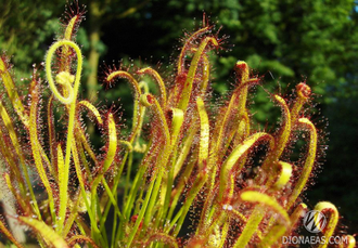 Drosera Capensis Rubra