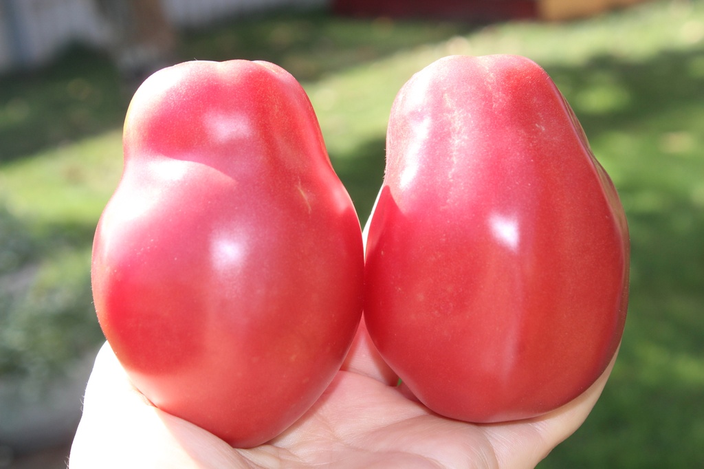 Большая сладкая вата