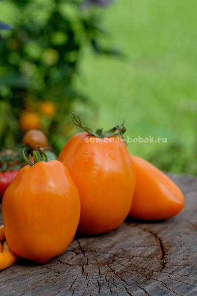 Томат Минусинские Стаканы Оранжевые, 10 шт