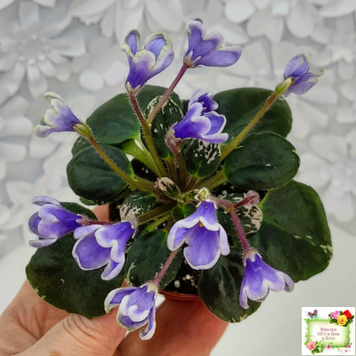 Н-Лесной Родник (Н. Бердникова) 2015 (детка-стартер)