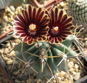 Glandulicactus uncinatus RS 254 - 5 семян