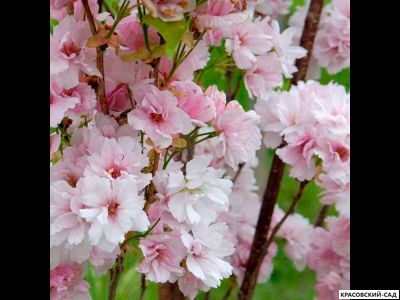 Вишня Аманогава - Amanogawa