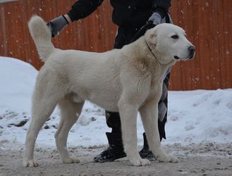 Кобель. АЮТАШ. Продан.