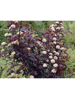 Пузыреплодник "Шух"