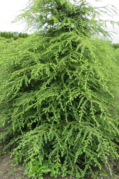 Тсуга канадская