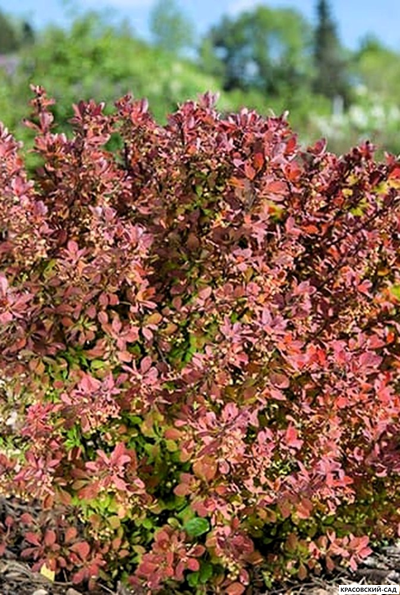 Барбарис Тунберга Pink Perfection