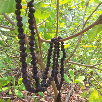 Четки из натуральной крупной Рудракши 108 бусин черные