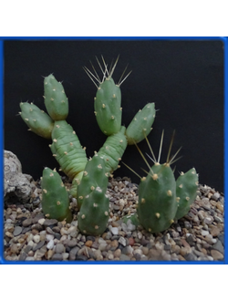 Tephrocactus bolivianus