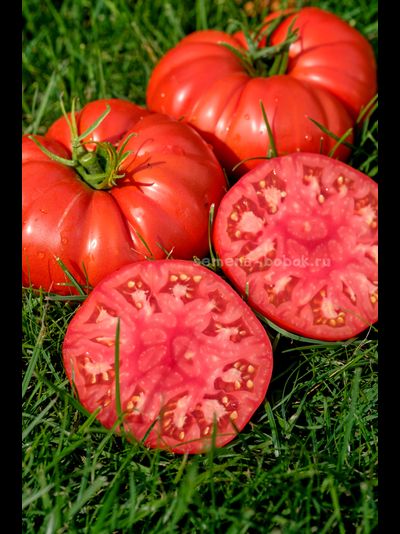 Томат Costoluto di Lenno (Костолуто ли Ленно), 10 шт