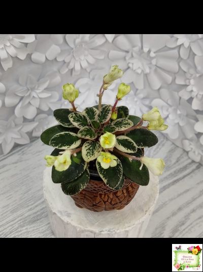 Н-Капелька (Н. Бердникова)