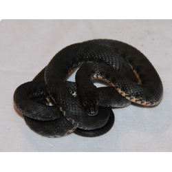 Водяной уж (Natrix tessellata)