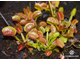 Dionaea muscipula Milachka