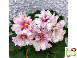 РМ-Ягодный Мармелад (Н.Скорнякова) 2019 г.