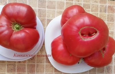Томат Кавказский великан