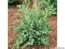 Можжевельник Блю Альпс - Blue Alps