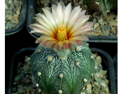 Astrophytum asterias hybrid (1050) - 5 семян