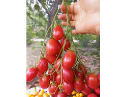 Томат Чио-чио-сан