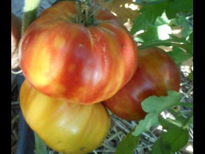 Томат Олимпийский огонь