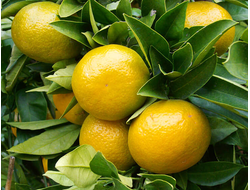 Мандарин желтый (Citrus deliciosa) Испания, 5 мл - 100% натуральное эфирное масло