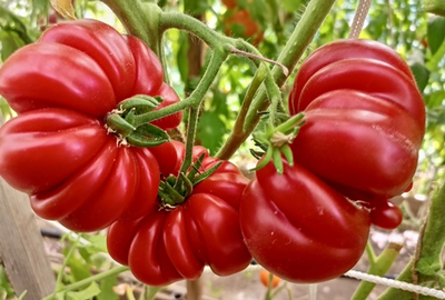 Томат Лев минусинский