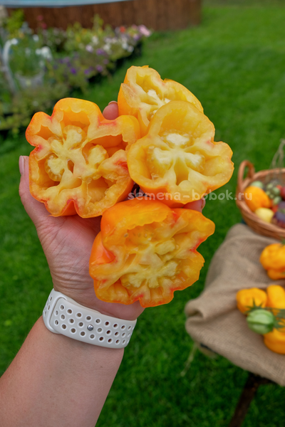 Томат Drapee (Драпированный), 10 шт