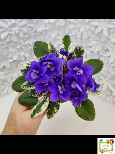 Hodss-Norway (Яна Ходченко) 2019 г. (пестролистный лонг)