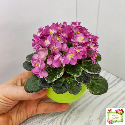 ML-Мама Ирочка (Miniviolets Lux) 2023 г.