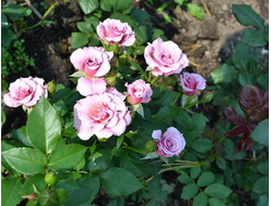 Сильвер Белл (Silver Bell), Interplant.