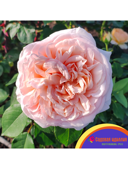 Кураж (Courage)