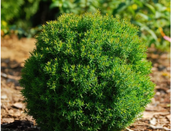 Туя западная Teddy, C5