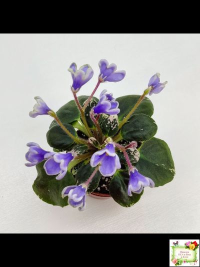 Н-Лесной Родник (Н. Бердникова) 2015 (детка-стартер)