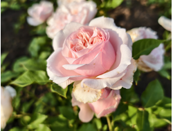 Росалинд (Rosalind)