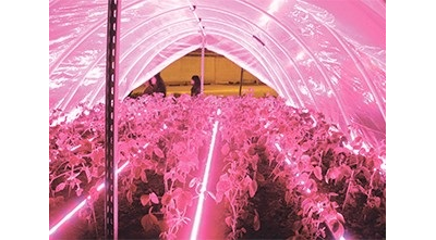 Светодиодный фитосветильник СПБ-T8-ФИТО 8ВТ 230В IP40 600ММ для роста растений.