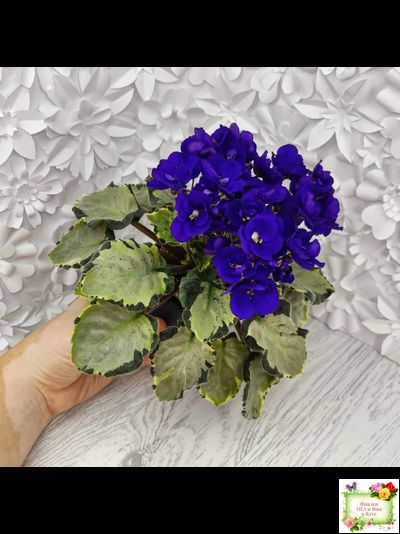 Harmony's Little Stinker-2 (Harmony) листовая химера