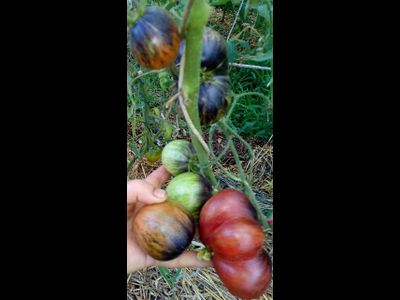 Томат Rebel Starfighter Prime (Мятежный звездный истребитель)