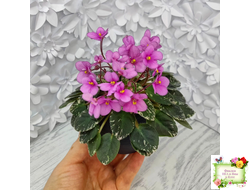 Snuggle Bear (L. Ray) (пасынок укоренённый)