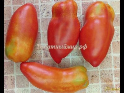 Томат Перцевидный гигант