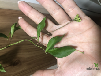 Hoya soidaoensis