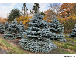 Ель Монтгомери - Montgomery